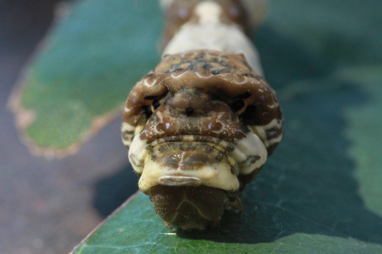 Caterpillar, San Diego