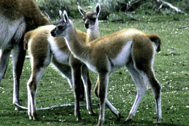 Alpaca Babies, Torres del Paine