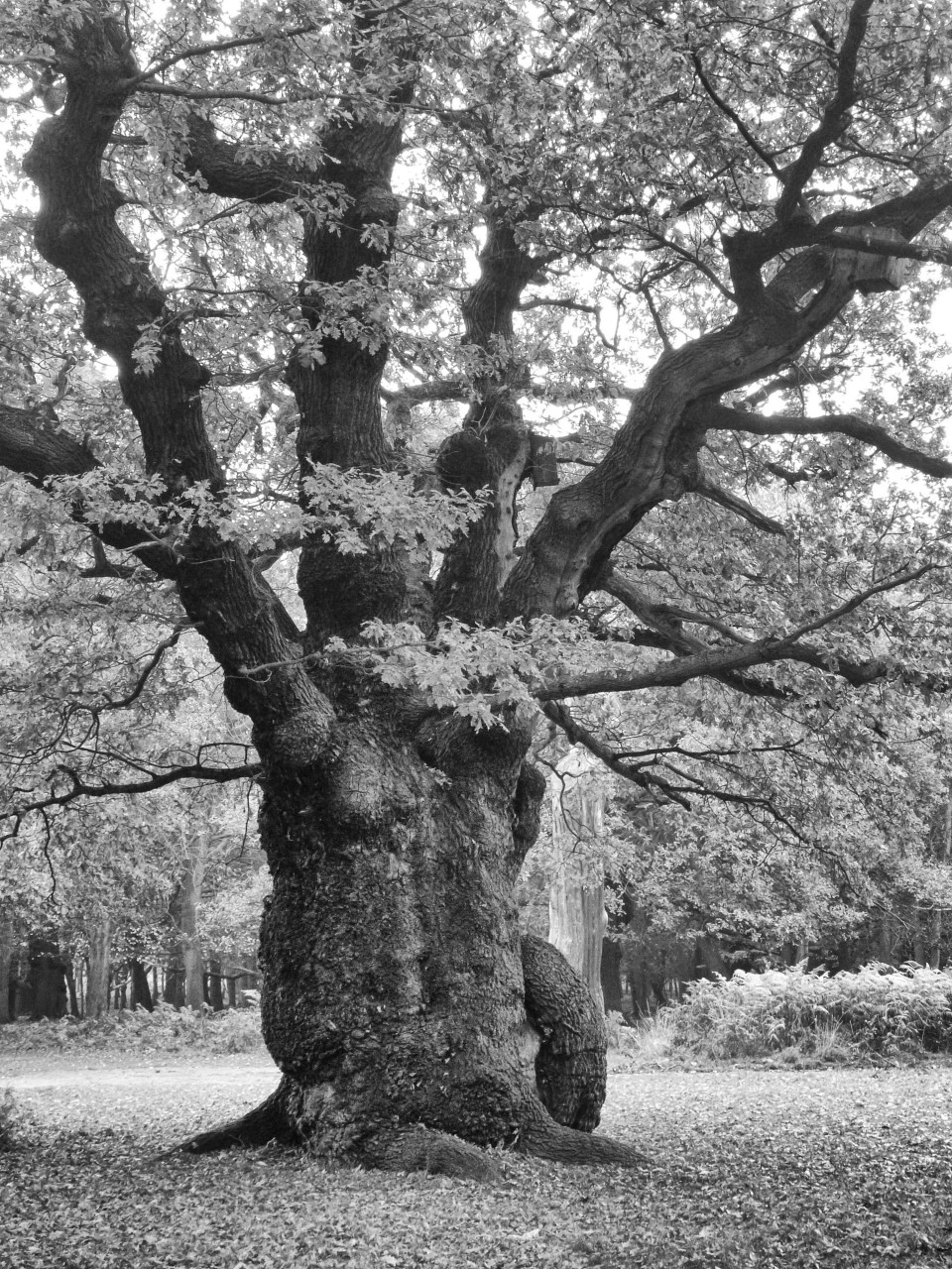 Richmond Park, England