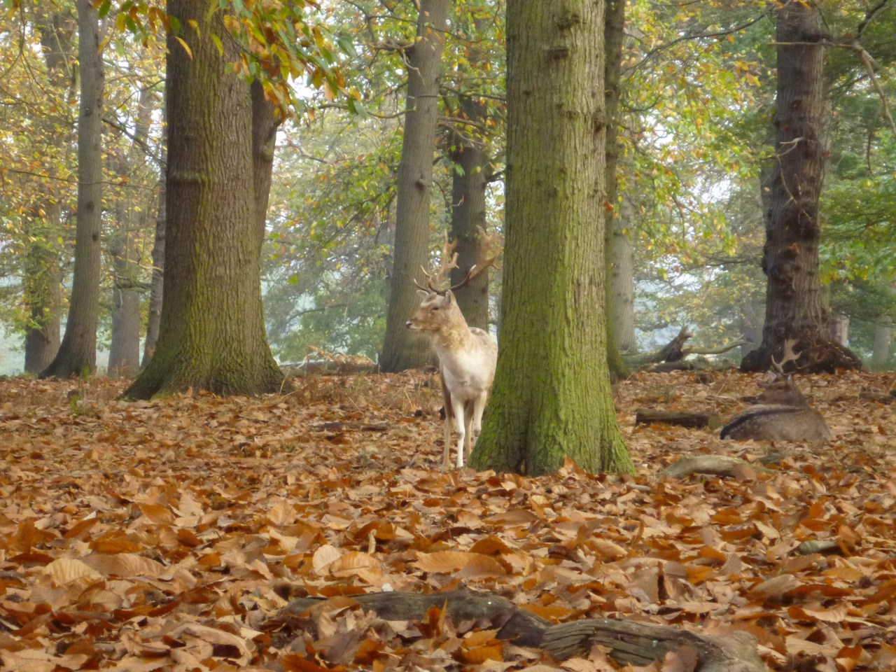 Richmond Park, England