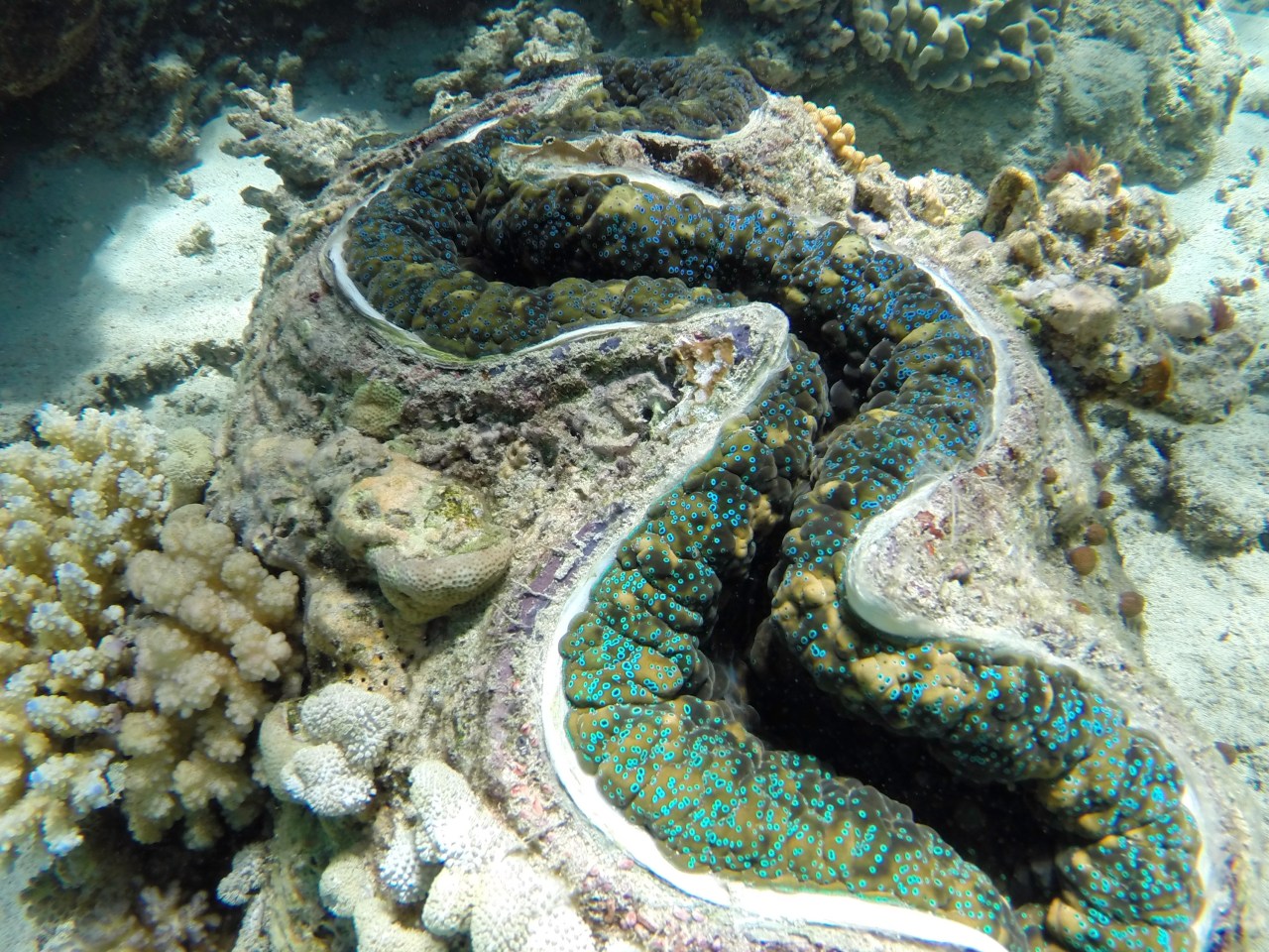 Giant Clam, Great Barrier Reef