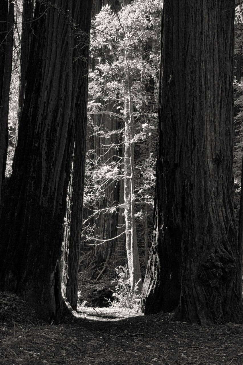 Muir Woods frame