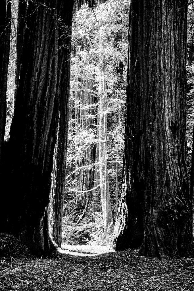 Muir Woods, San Francisco