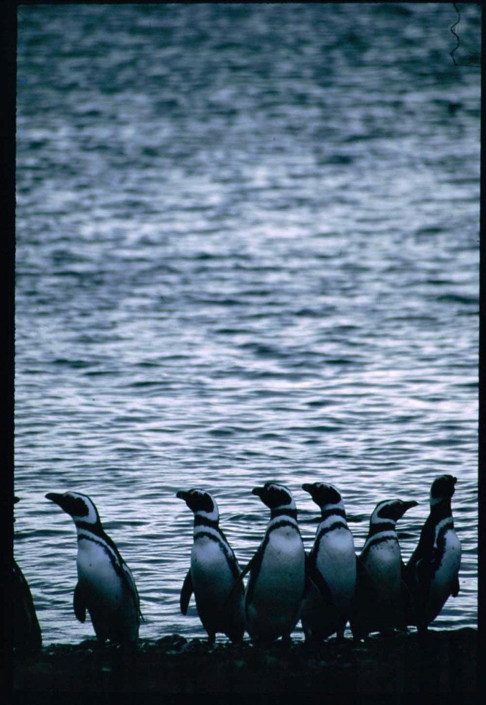 Southern Tip of Chile