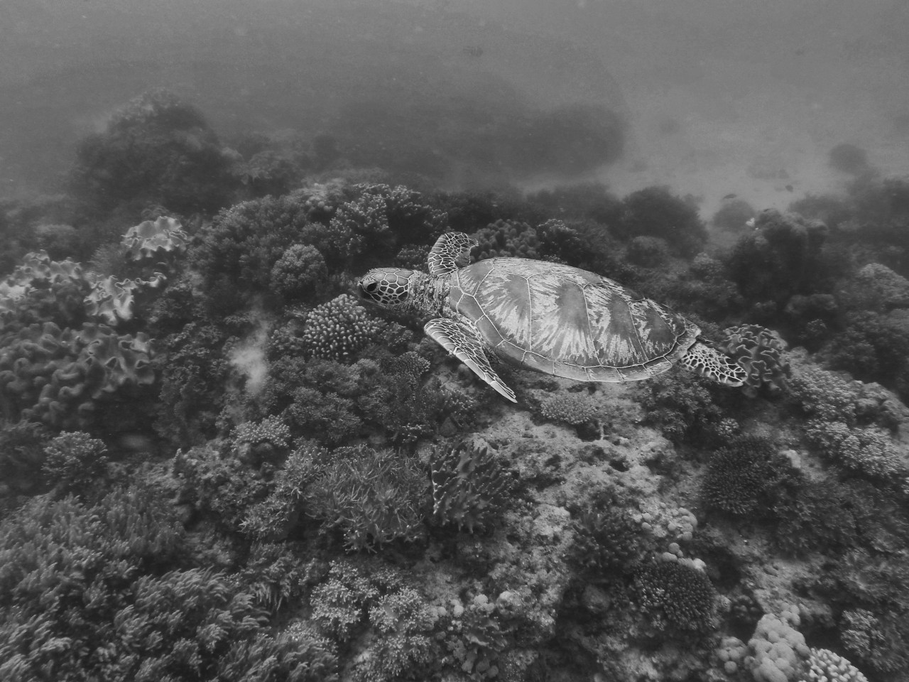 48 hours in Cairns, Great Barrier Reef