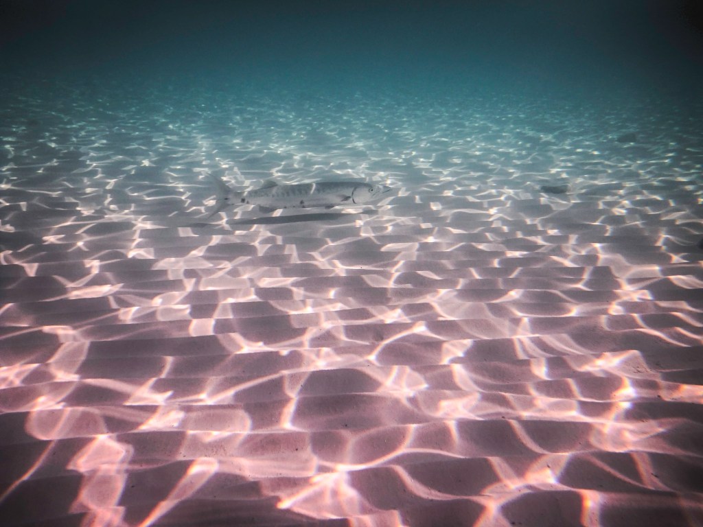 Barracuda on the Prowl