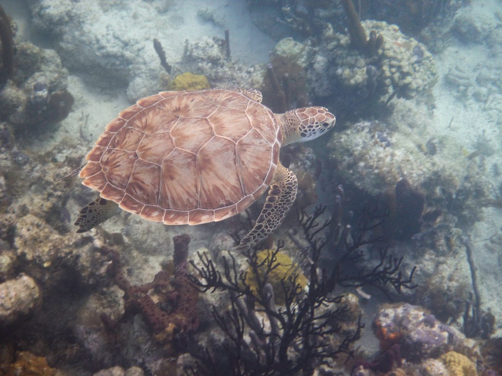 Coral Garden Turtle