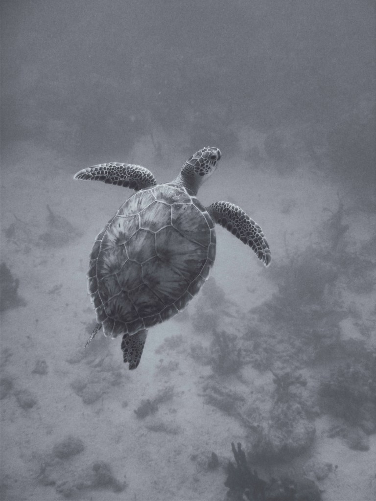 Turtle in b/w