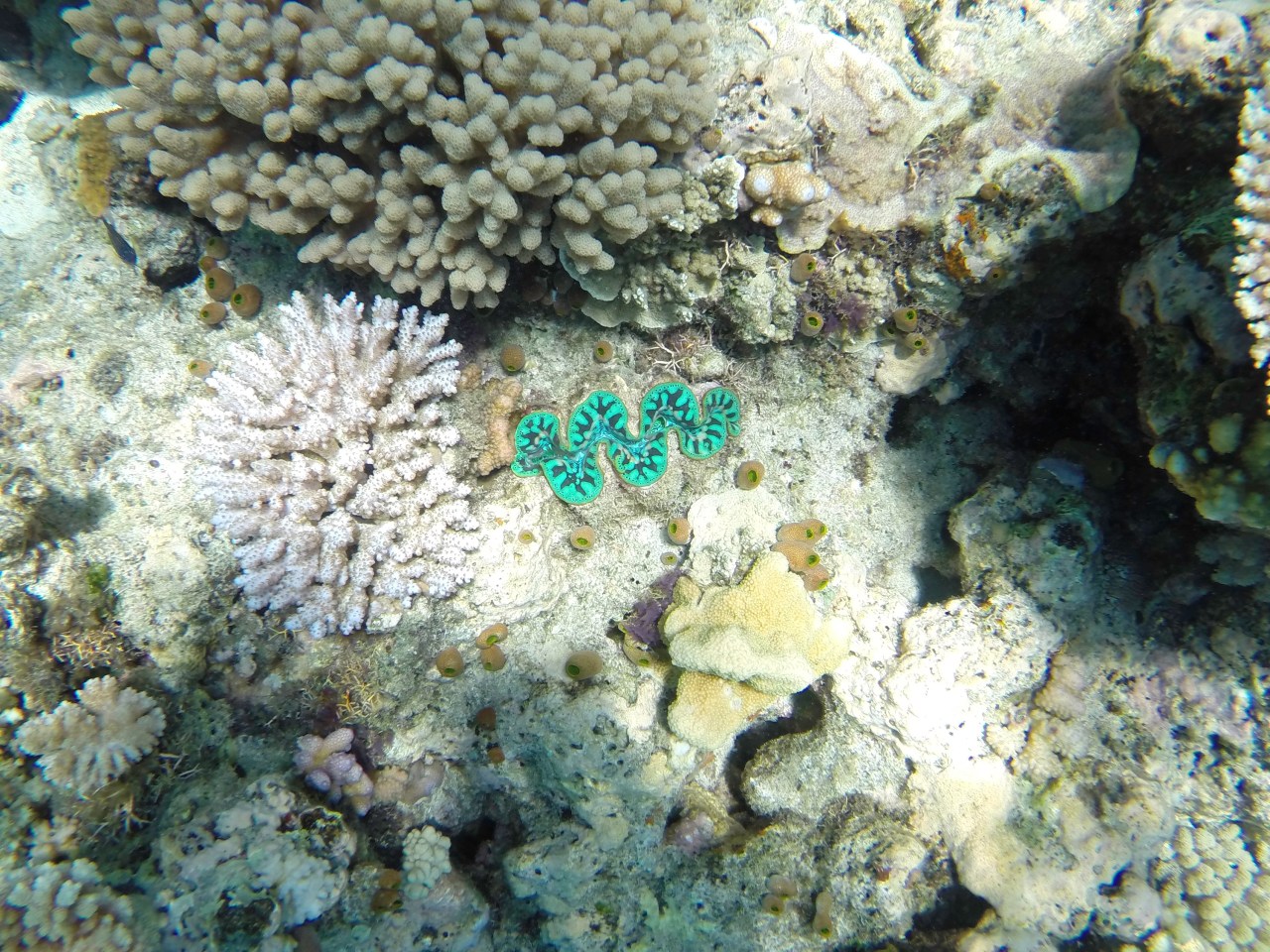 An Oxymoron: Baby Giant Clam