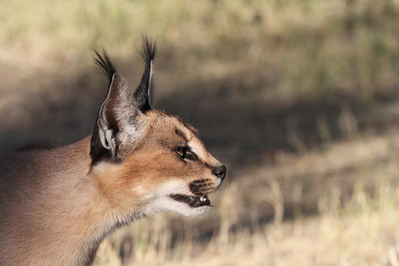 Caracal focus