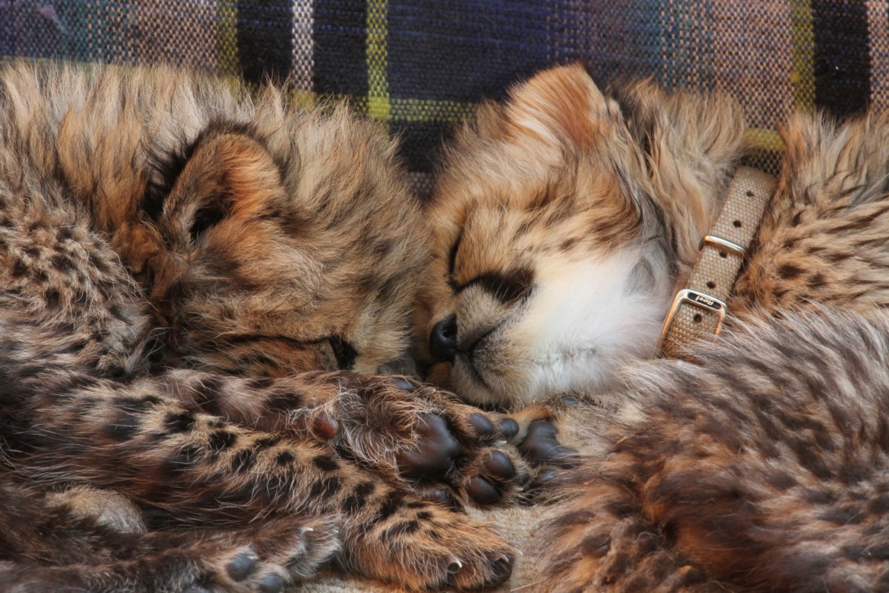 Cheetah dreams