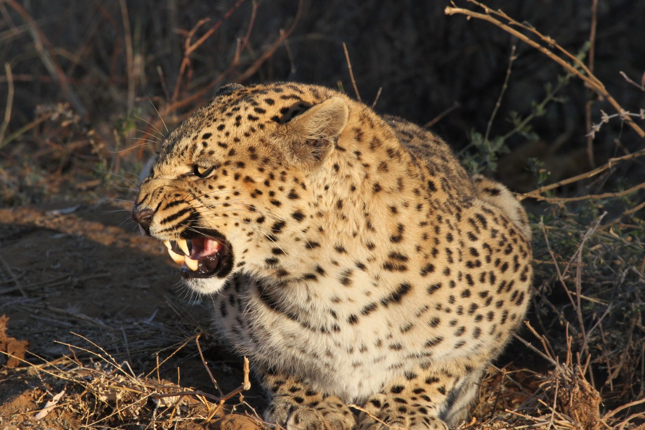 Leopard Snarl