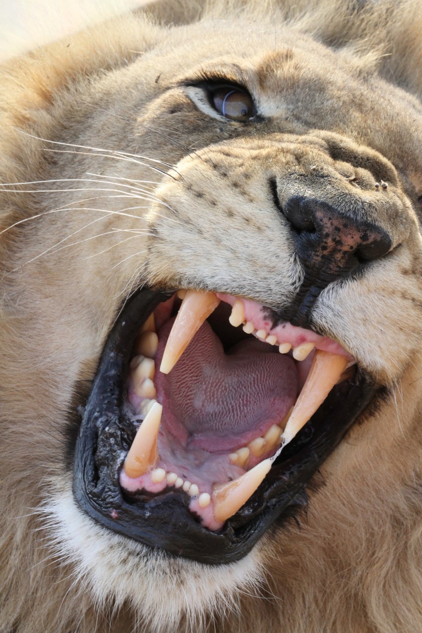 Lion Snarl