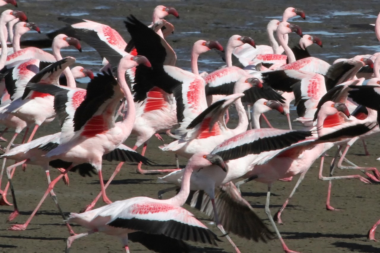 Flamingos on the Run2