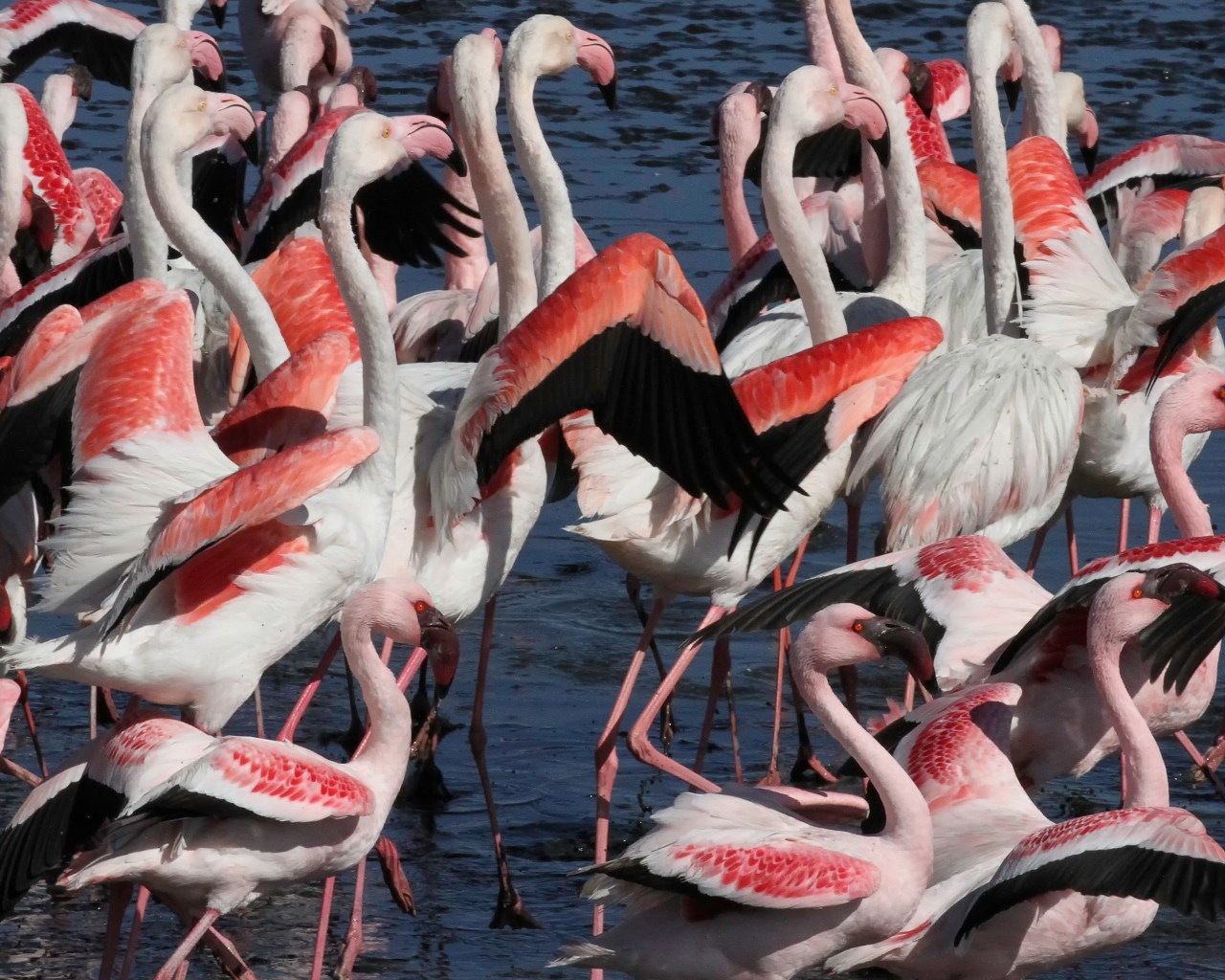 Flamingos on the Run