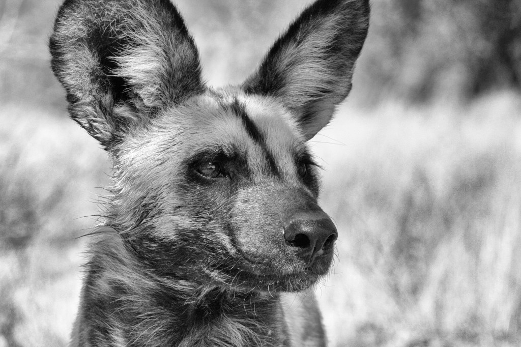 Namibia Wild Dog