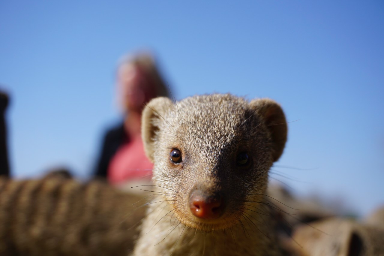 Namibian Banded Mongoose