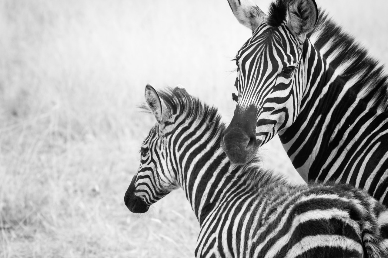 Fuzzbucket – Serengeti