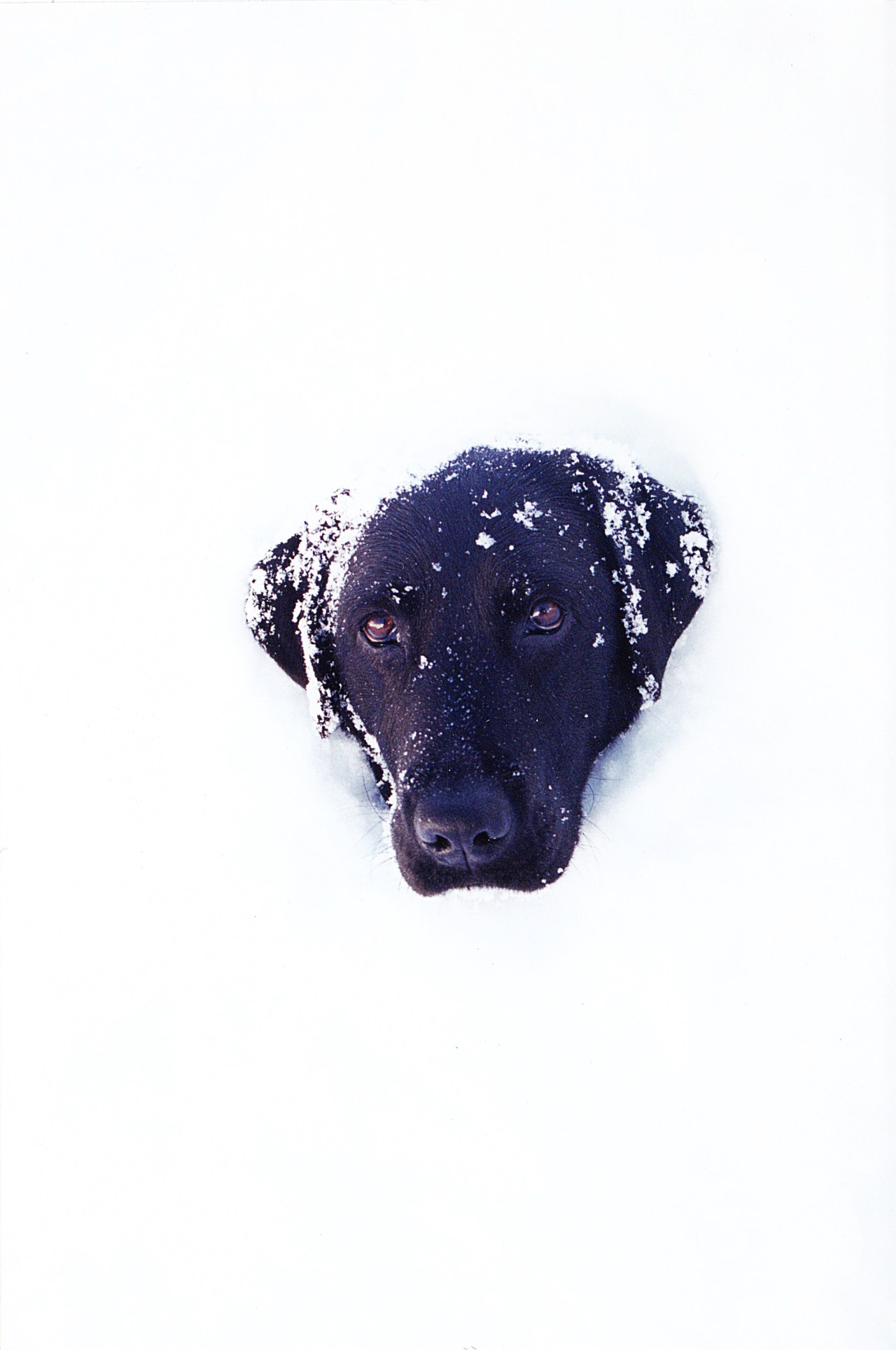 Black Dog in Snow