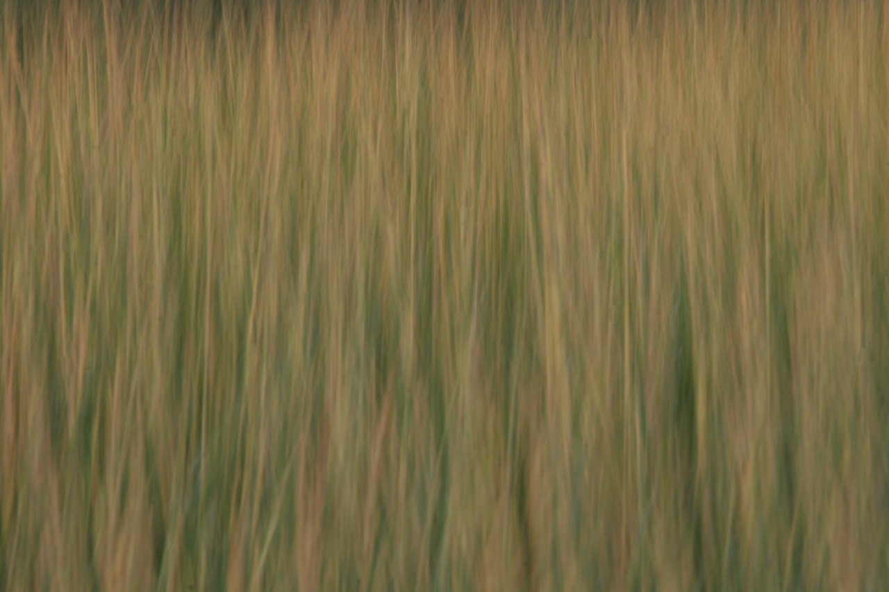 Cape Cod Abstract