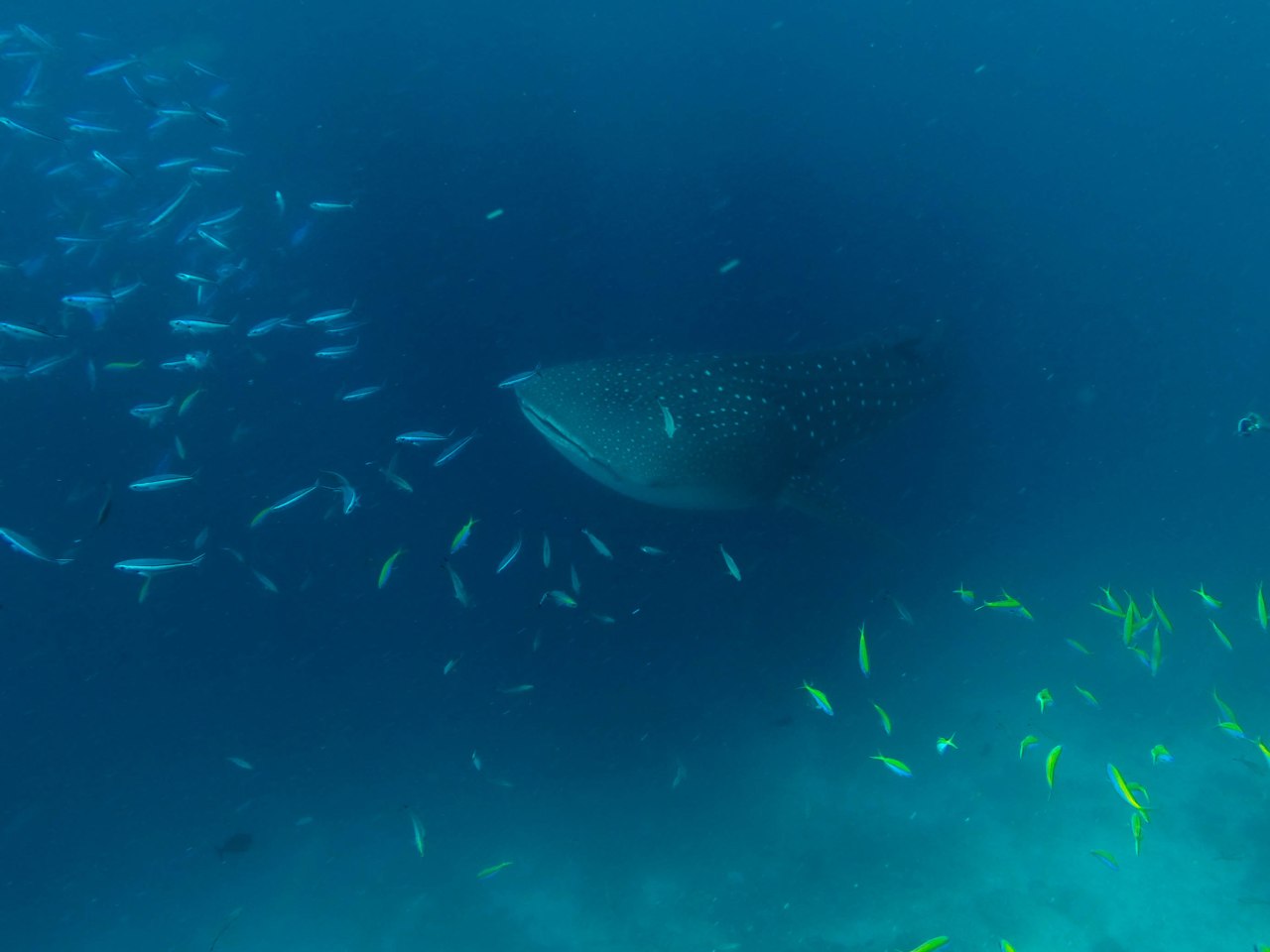 Whale Shark, Maldives