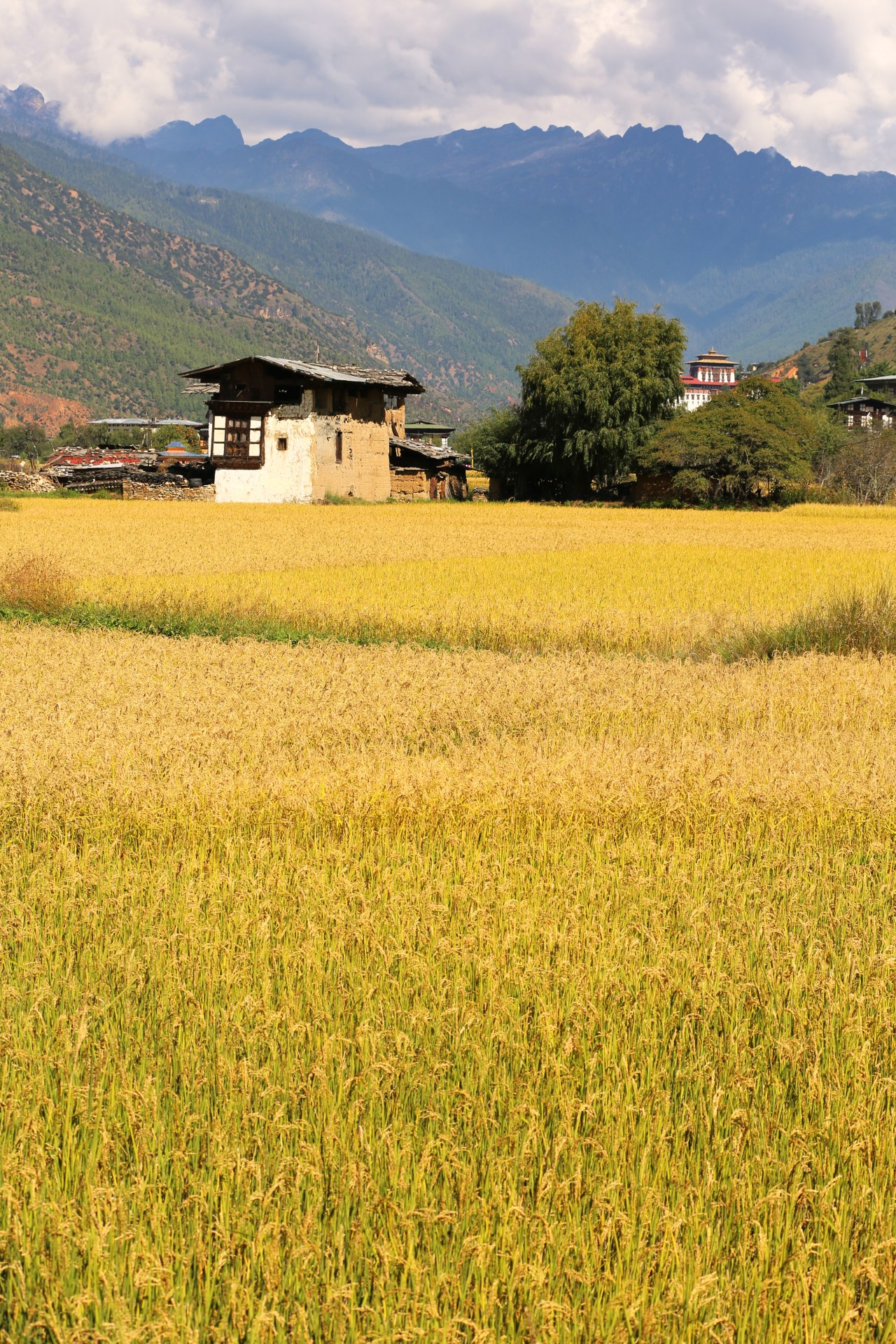 Rice Fields #Bhutan #asia #spiritual #monasteries