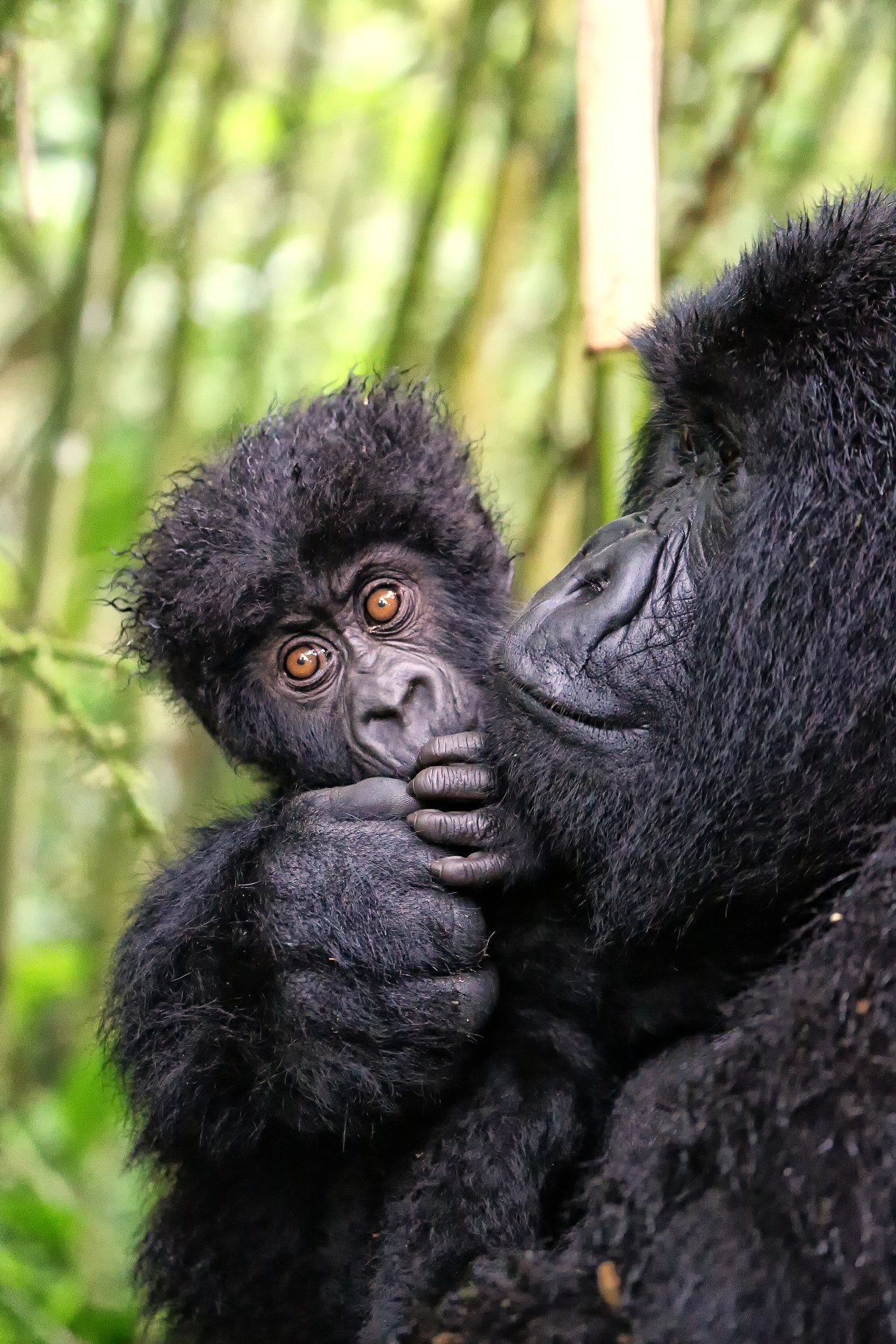 Proud momma Mountain Gorilla #africa #safari #rwanda