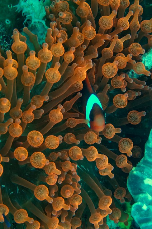 RajaAmpat-3