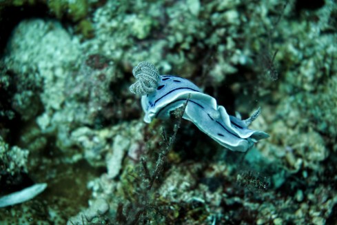 RajaAmpat-4