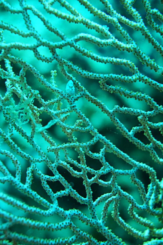 RajaAmpat-6