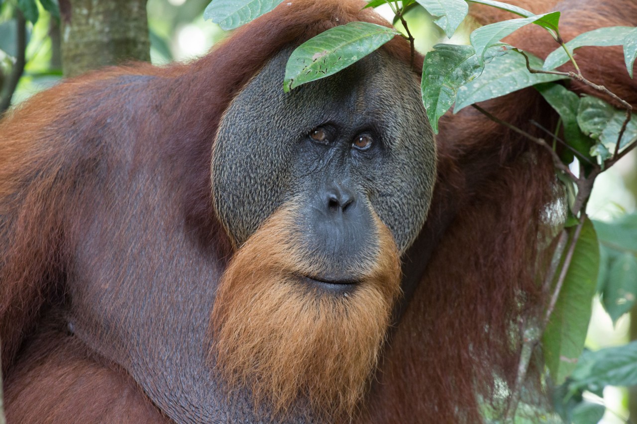 PWB_Sumatra_FinalStory-6