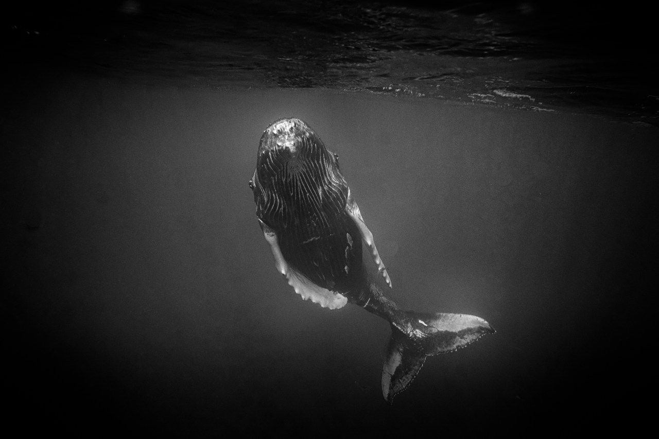 Humpback Love in the Dominican&nbsp;Republic