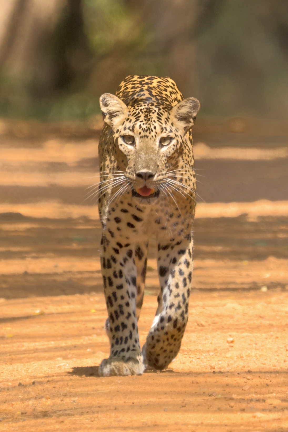 Yala & Wilpattu National Parks, Sri&nbsp;Lanka